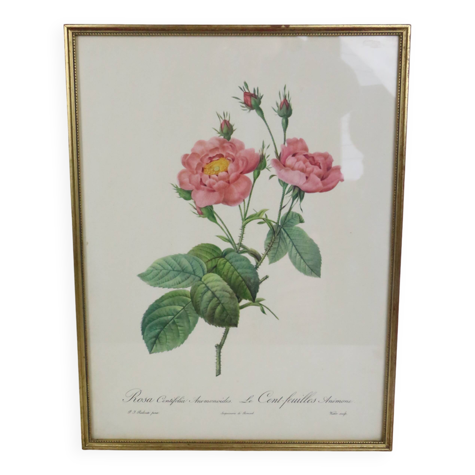 Great Redouté Lithograph