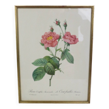 Great Redouté Lithograph