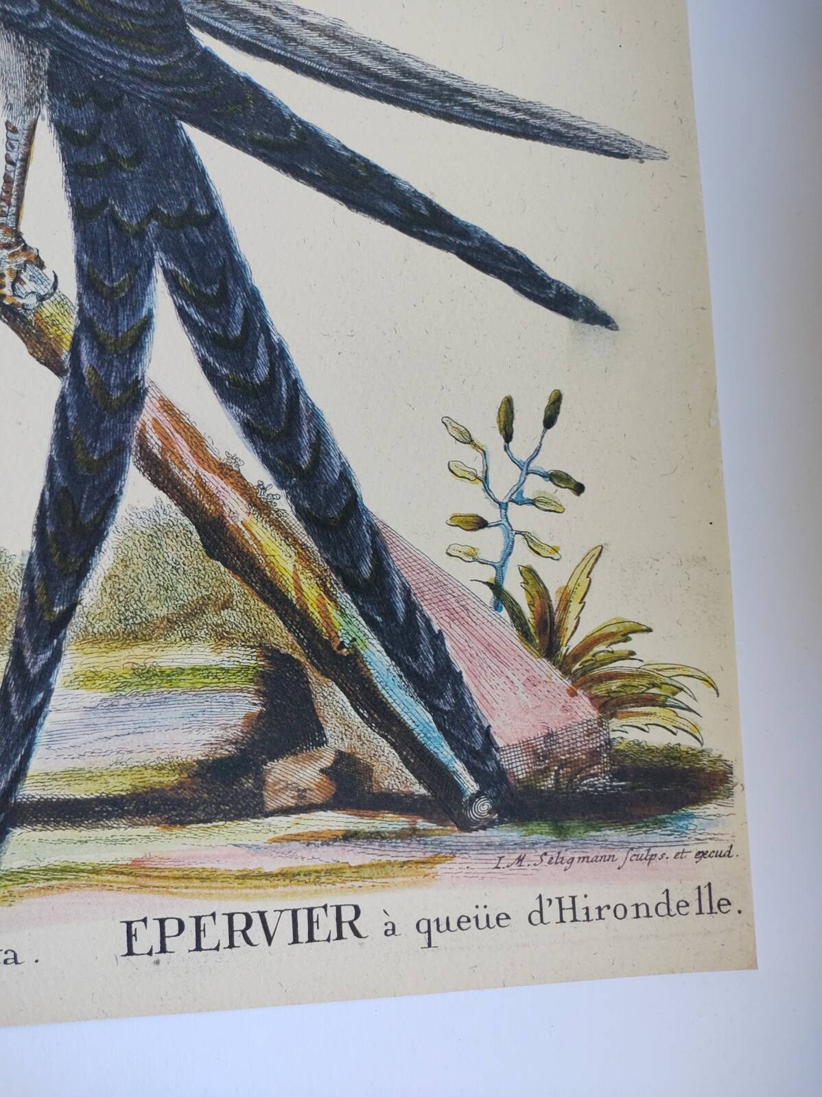 Old bird engraving - Swallow-tailed hawk - Zoological plate by Seligmann & Catesby
