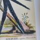 Old bird engraving - Swallow-tailed hawk - Zoological plate by Seligmann & Catesby