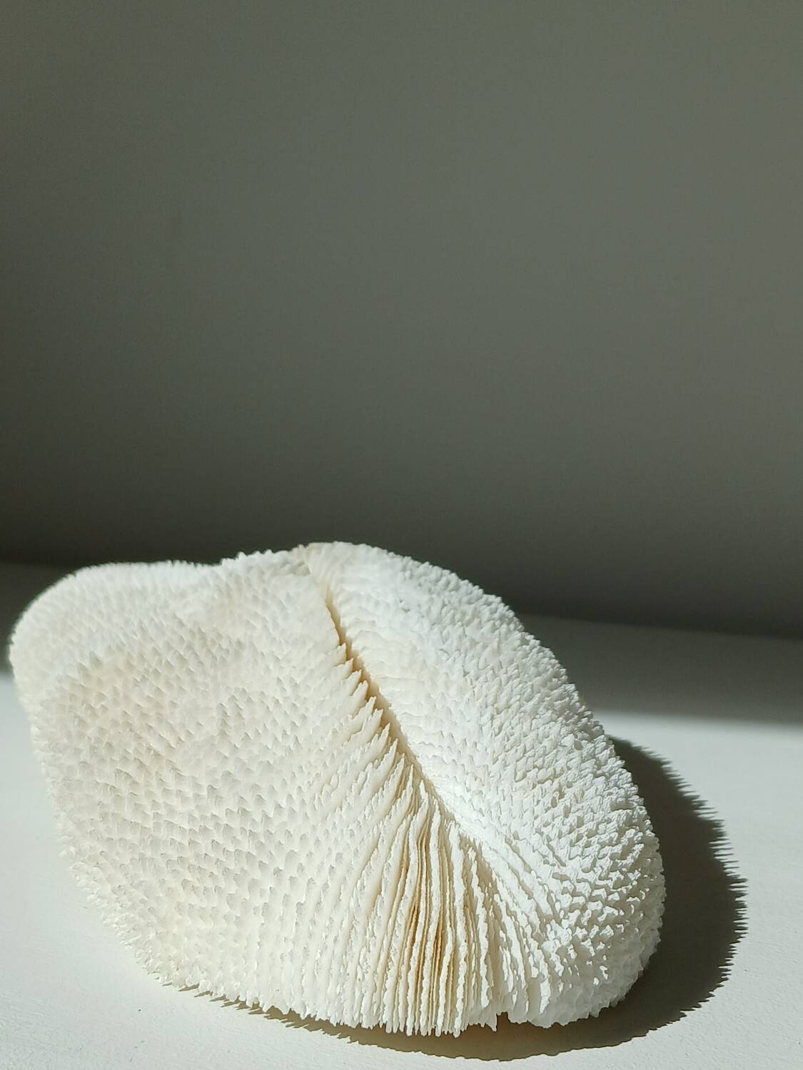 White Coral Fungia 24 cm