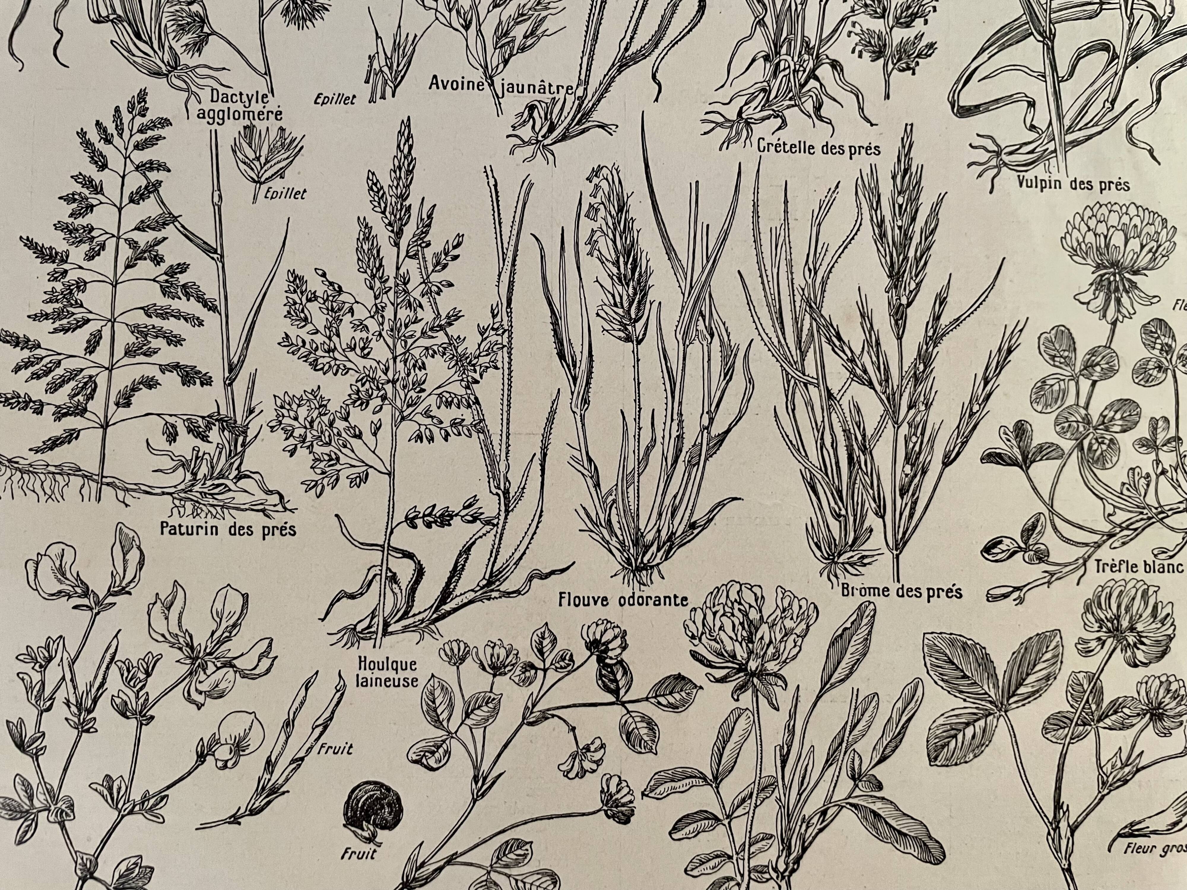 Lithograph on prairie flowers and flowers from 1921