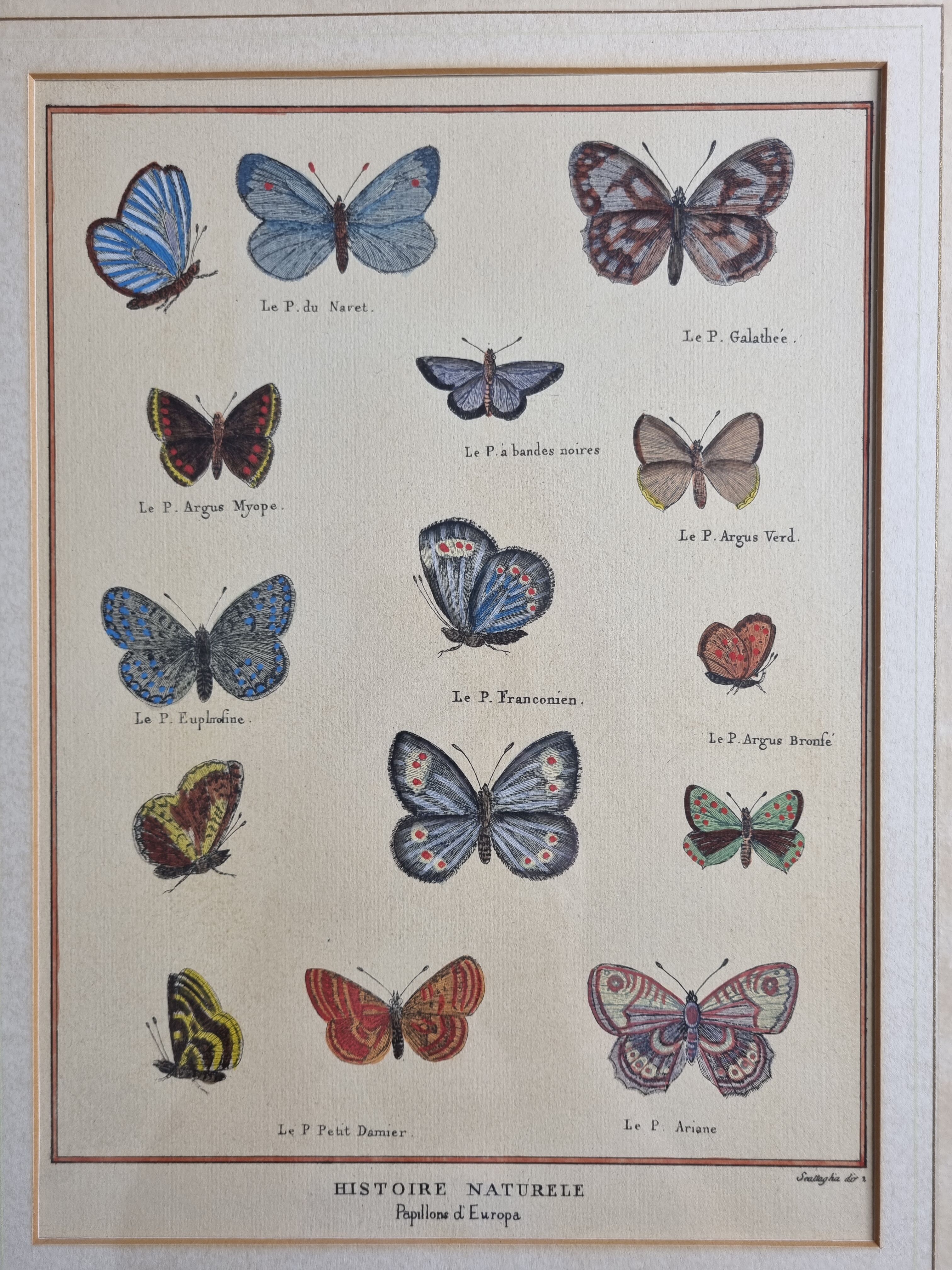 Natural history plate "The Butterflies of Europe", after Pietro Scattaglia, 18th century