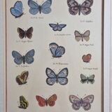 Natural history plate "The Butterflies of Europe", after Pietro Scattaglia, 18th century