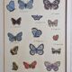 Natural history plate "The Butterflies of Europe", after Pietro Scattaglia, 18th century