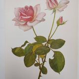 Botanical illustration of rose - Madame Caroline Testout - Nature poster - Rose engraving