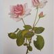 Botanical illustration of rose - Madame Caroline Testout - Nature poster - Rose engraving