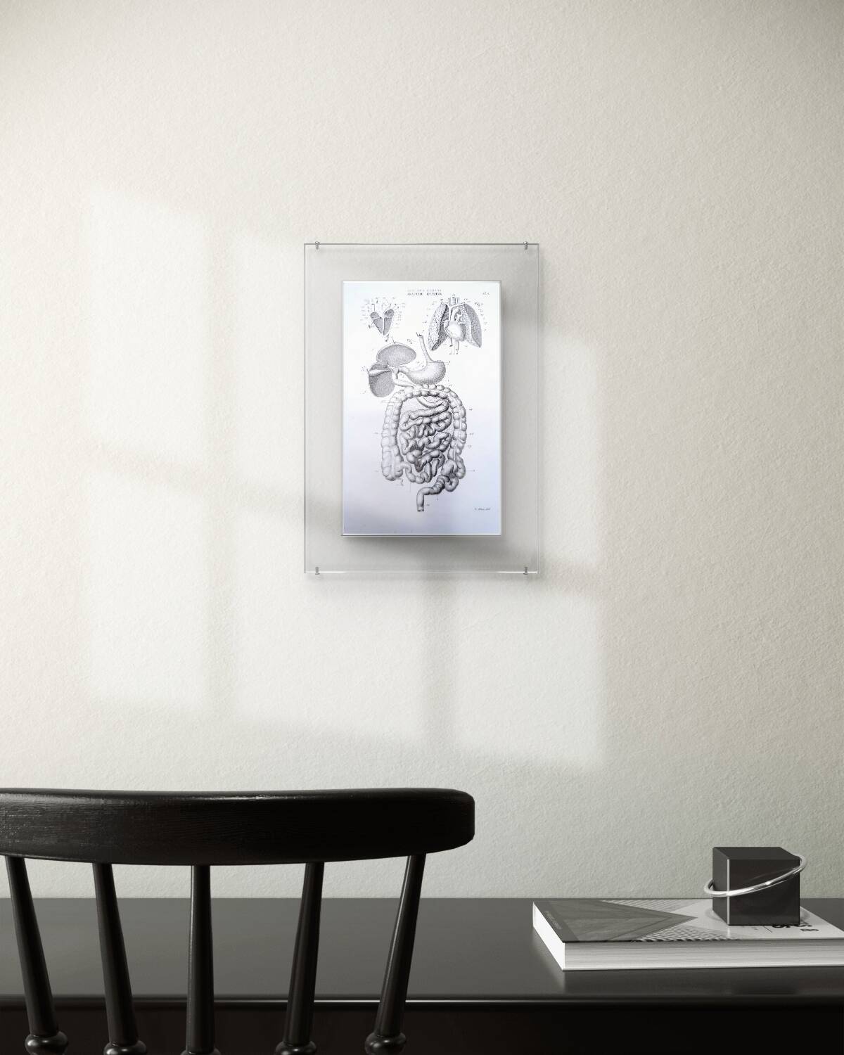 Printed in 1851, Digestive system, heart and lungs.