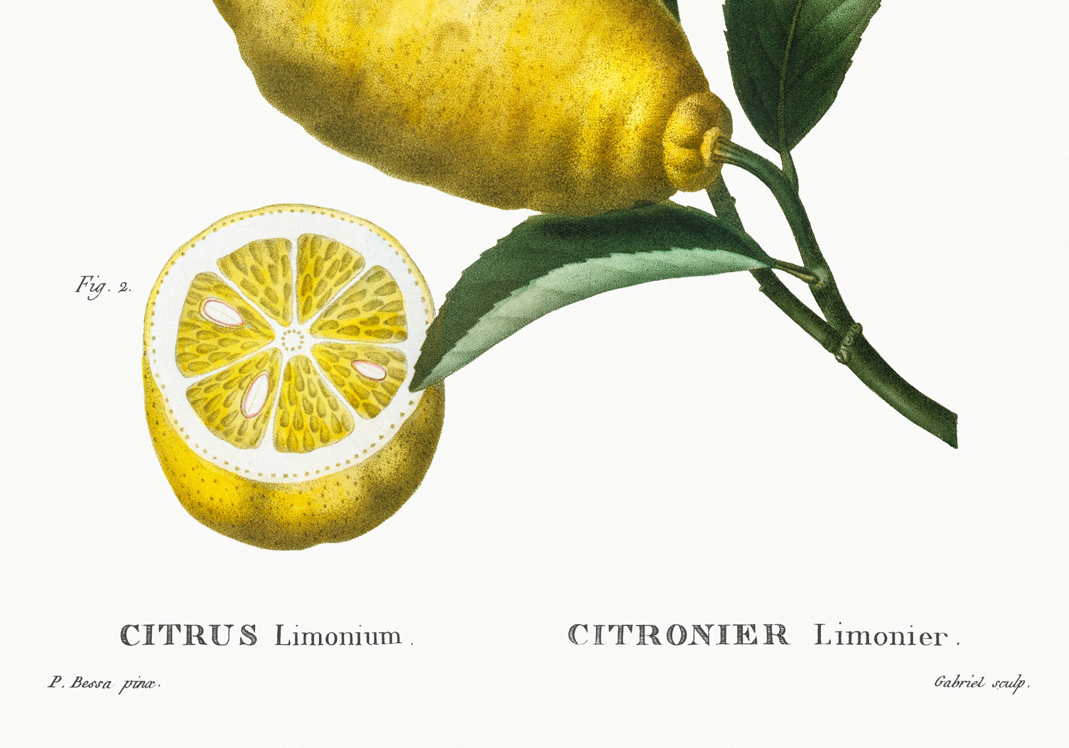 Poster about lemons, based on an engraving from 1802