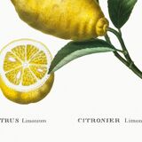 Poster about lemons, based on an engraving from 1802