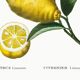 Poster about lemons, based on an engraving from 1802
