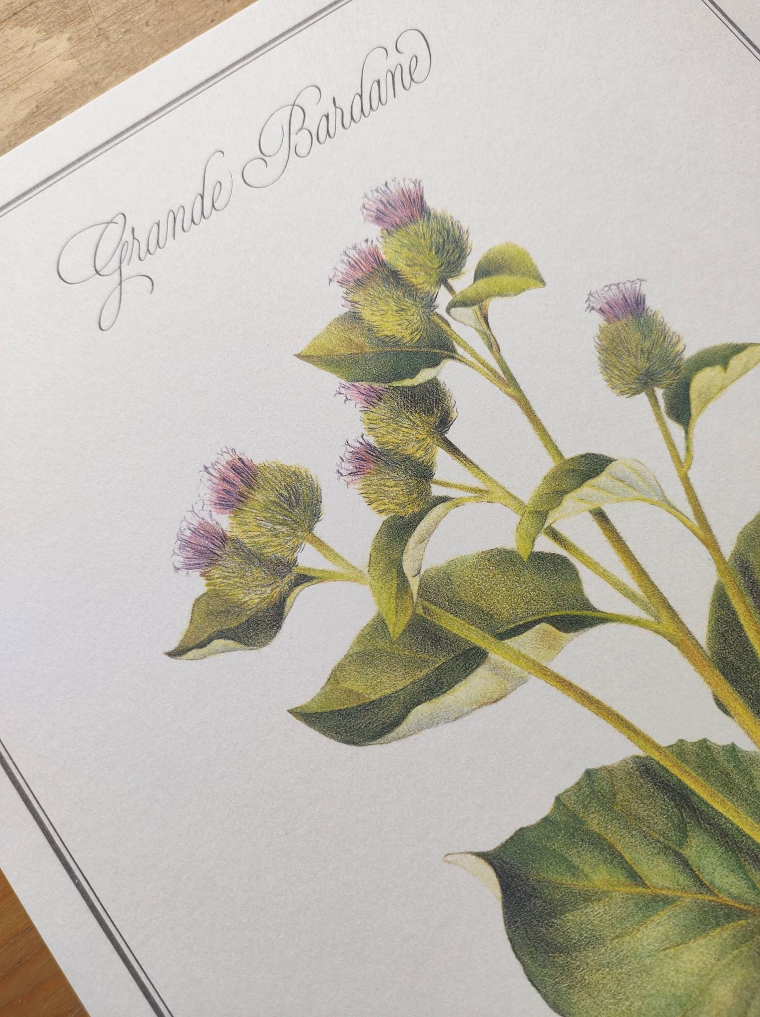 Botanical illustration -Great Burdock- Board of medicinal and wild plants