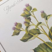 Botanical illustration -Great Burdock- Board of medicinal and wild plants