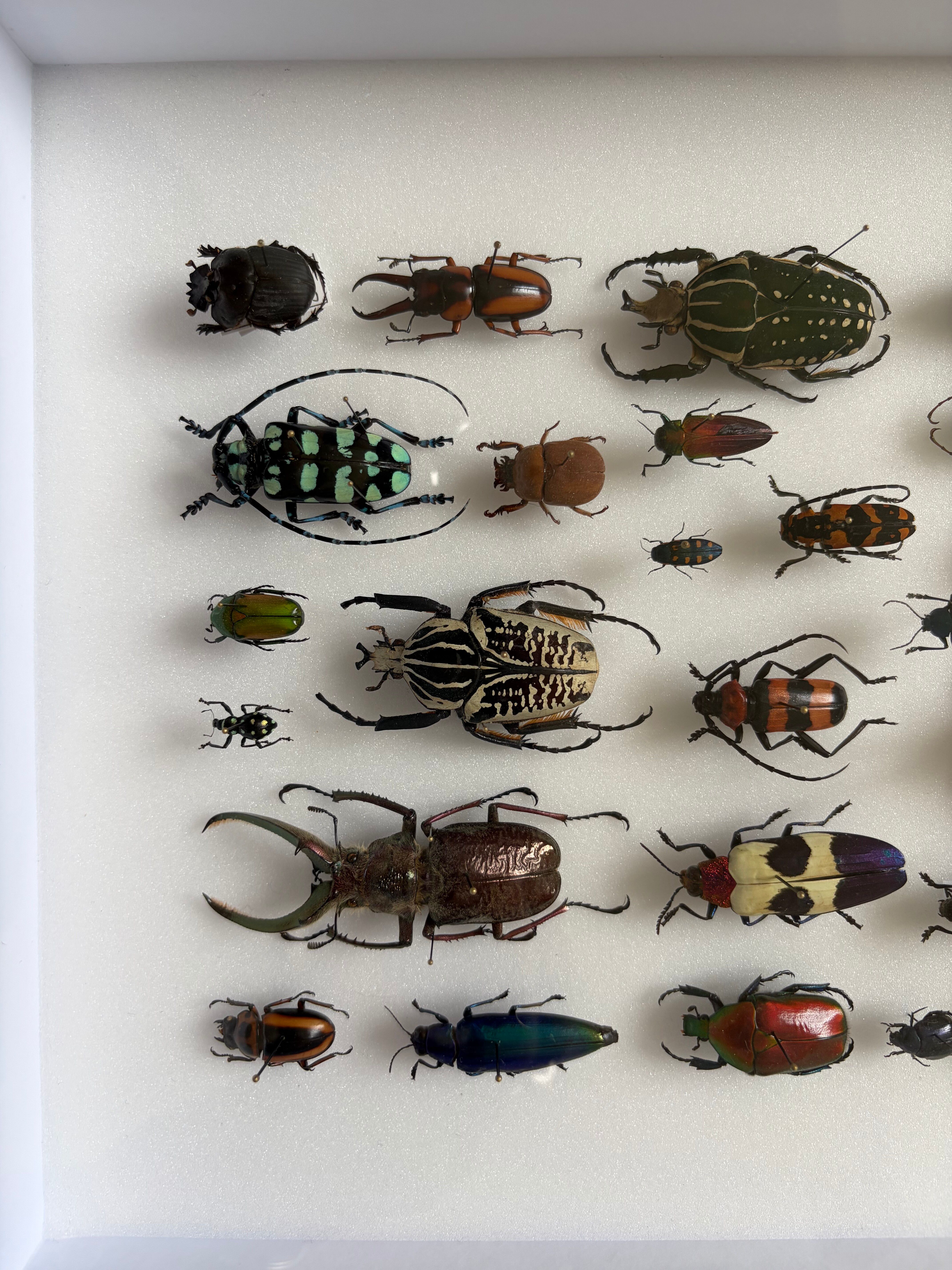 Entomological box Deyrolle Paris - Important collection of Coleoptera