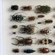 Entomological box Deyrolle Paris - Important collection of Coleoptera