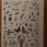 Original lithograph on arthropods