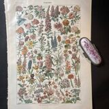 Lithograph on flowers from 1922