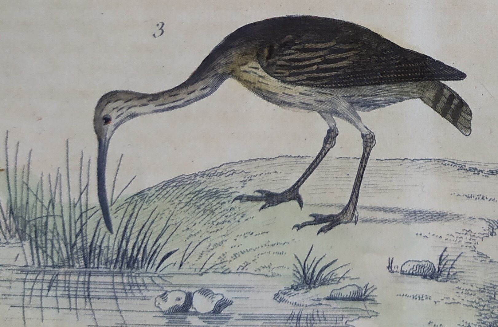 Original ornithological board " Ibis white & black - Curlele - &c... Buffon (1837)