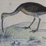 Planche ornithologique originale " Ibis blanc & noir - Courlis - &c... Buffon 1837