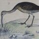 Original ornithological board " Ibis white & black - Curlele - &c... Buffon (1837)