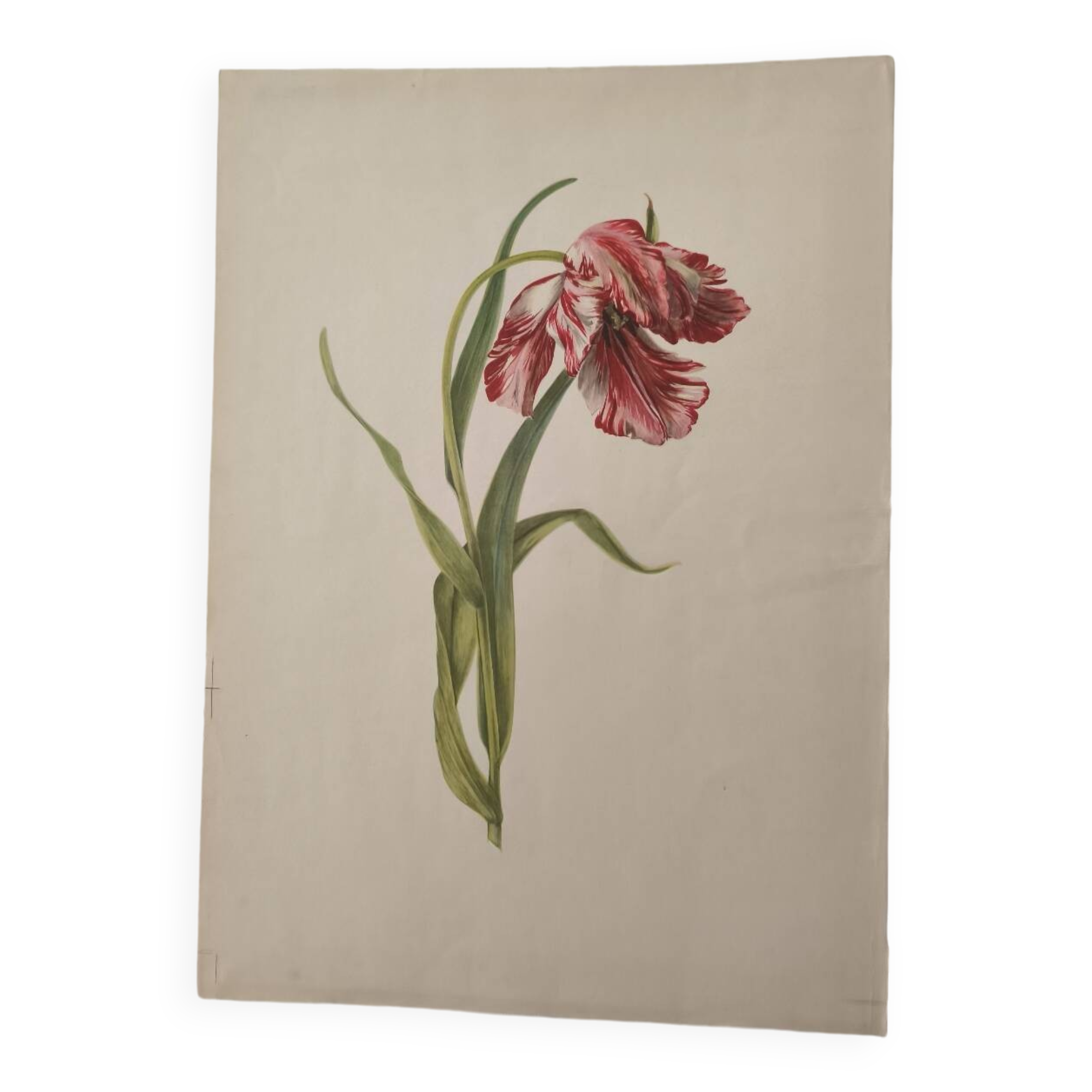 Illustration botanique ancienne