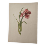 Old botanical illustration