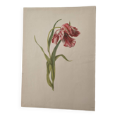 Old botanical illustration