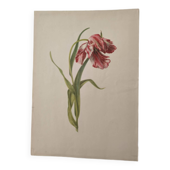 Old botanical illustration