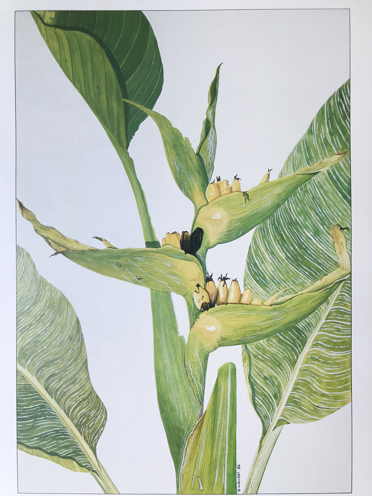 Heliconia Striata botanical plank