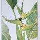 Heliconia Striata botanical plank