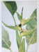 Planche botanique heliconia Striata