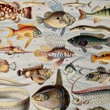 Lithographie gravure sur les poissons de 1928