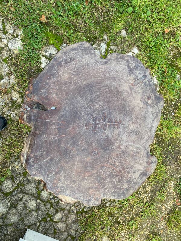 Table basse rondin Loupe d'orme? travail brutaliste années 60 70