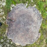 Coffee table log Elm burl? brutalist work 60s 70s