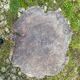 Coffee table log Elm burl? brutalist work 60s 70s