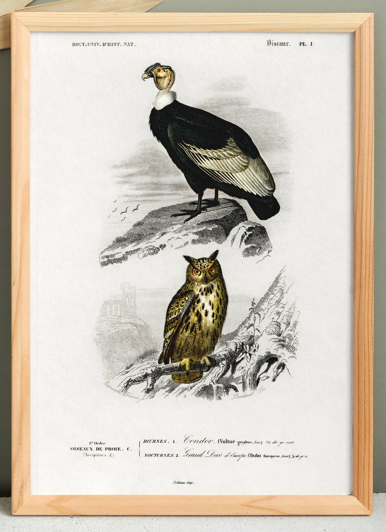 Poster depicting the condor and the European eagle-owl, after an old engraving