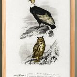 Poster depicting the condor and the European eagle-owl, after an old engraving