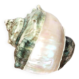 Green Turban Shell or Turbo Marmoratus