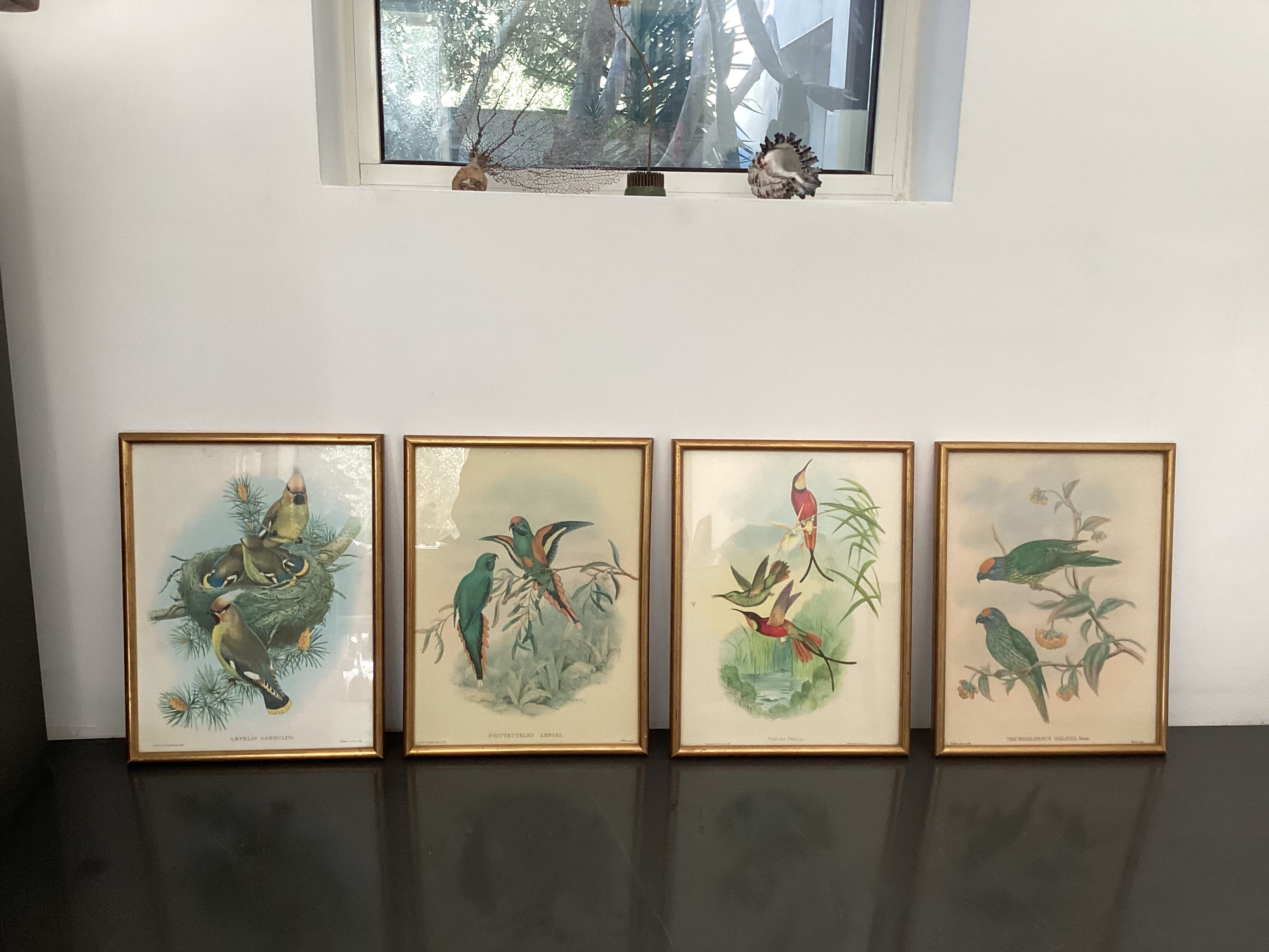 4 John Gould lithographs