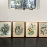 4 lithographies John Gould