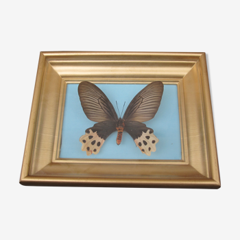 Butterfly horishanus framed