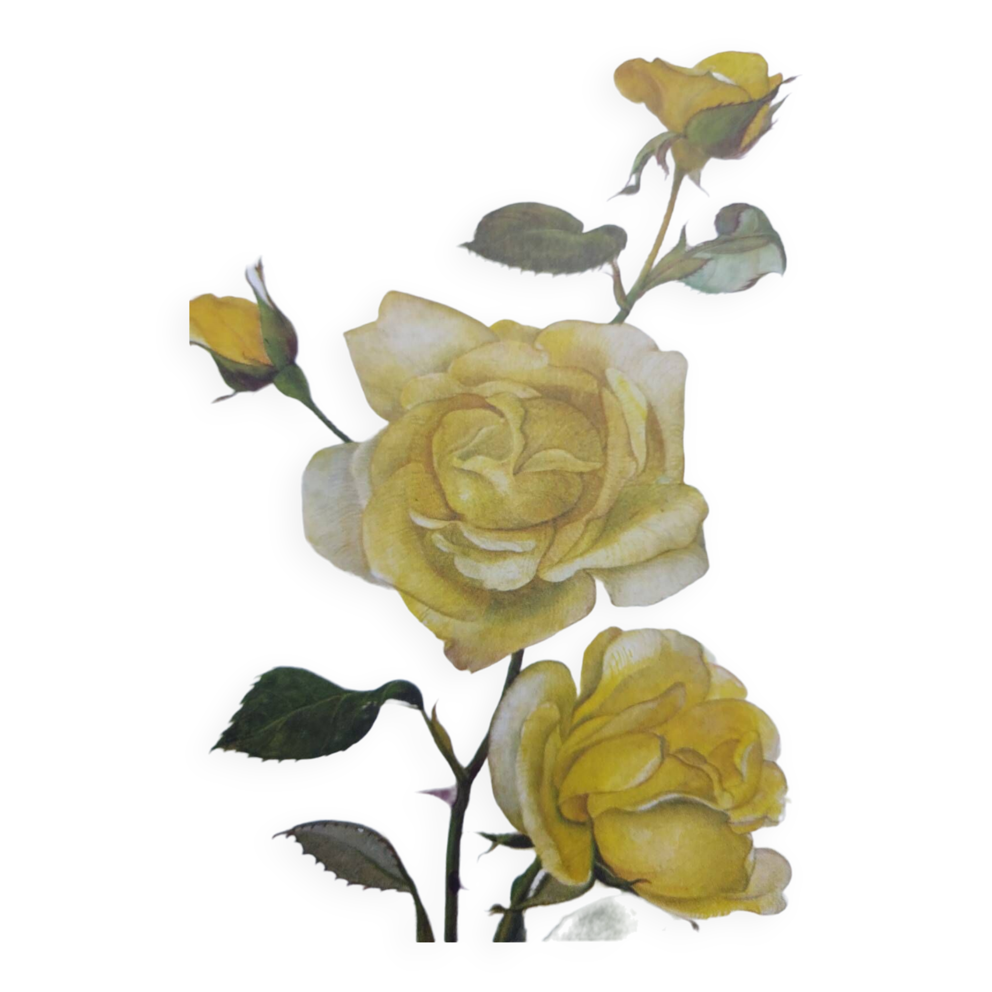 Vintage Botanical Print from 1968 - Golden Rapture - Rose Floral Illustration