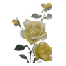 Planche botanique Vintage de 1968 - Golden Rapture - Illustration florale de rose