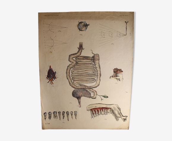 Planche médicale anatomie "organes, dents et réfraction de la lumière"