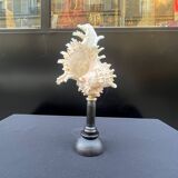 Antique Murex Ramosus Shell on a turned wooden base Napoleon III 19th century