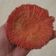Coral vintage deco