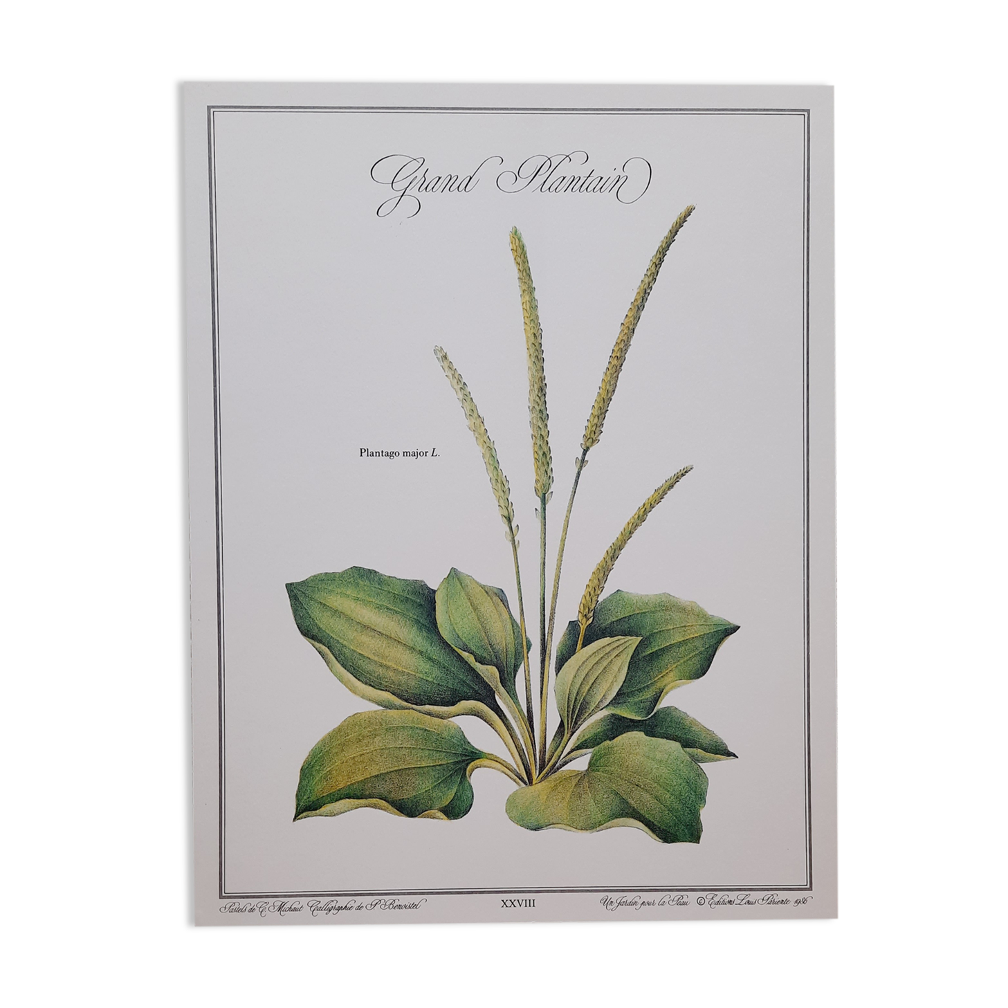Botanical plate Grand Plantain