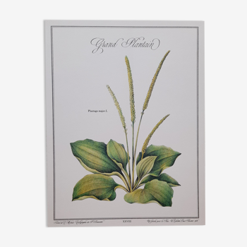 Botanical plate Grand Plantain