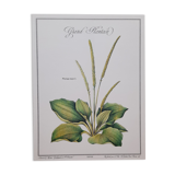 Botanical plate Grand Plantain