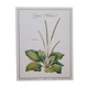 Botanical plate Grand Plantain